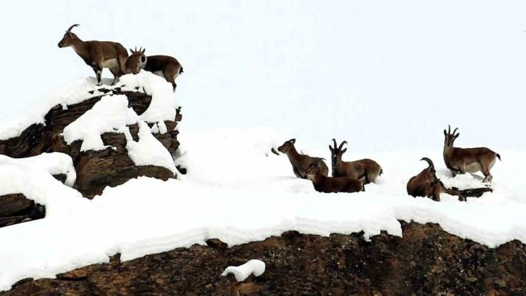 Erzincan’ın Zirvesinde Doğanın İzleri: Dağ Keçileri Havadan Kaydedildi