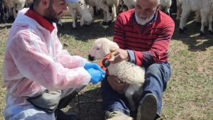 Kemah’ta küçükbaş hayvanlara aşılama ve küpeleme çalışmaları sürüyor