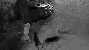 Kurtlar, indikleri köyde köpeği boğdu